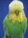 Best Young Bird + Best in Show - Nova Gales Budgerigars.jpg (12881 bytes)