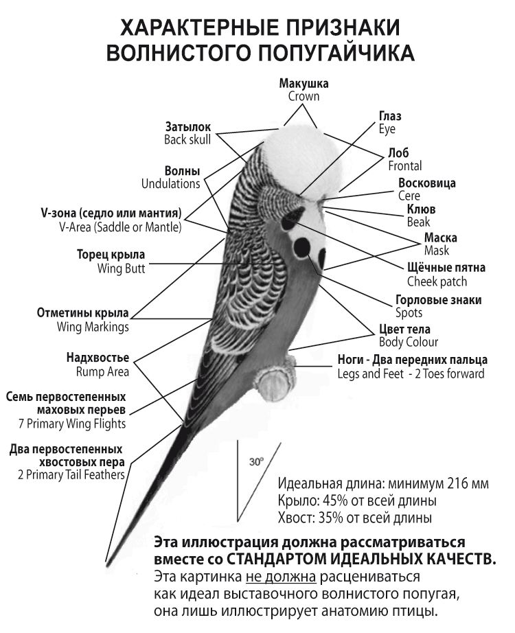 WBO Main Features of a Budgerigar 2009.jpg (1582331 bytes)